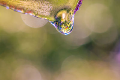 Close-up of water drops on leaf