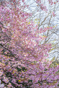 Close-up of fresh pink flower tree against sky