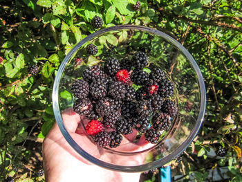 Hand holding glass bowl of fresh black dew berries 