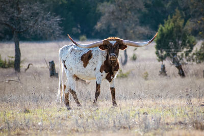 Longhorn standing on field