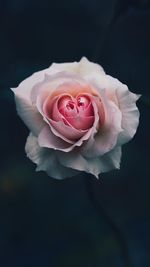 Close-up of pink rose against black background