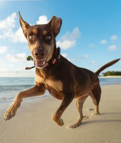 Portrait of dog on beach