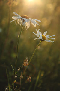 Close-up of white flower blooming outdoors