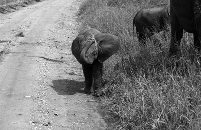 Rear view of elephant walking on street