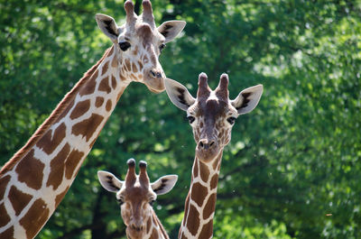 Portrait of giraffes against trees