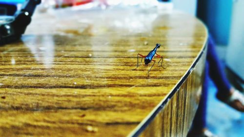Close-up of insect on wood
