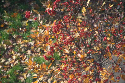 Close-up of tree