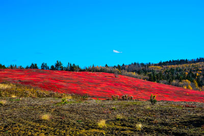 Scenic view of field against clear blue sky