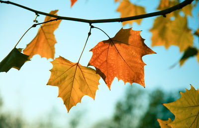 Close-up of maple leaves against sky