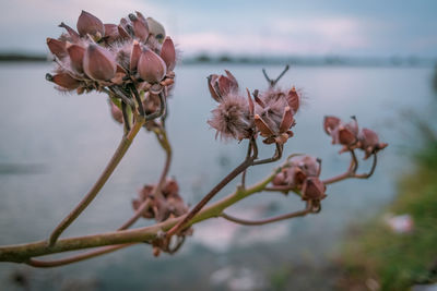 Close-up of wilted flowering plant