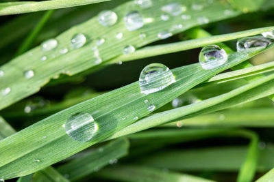 Close-up of water drops on blade of grass