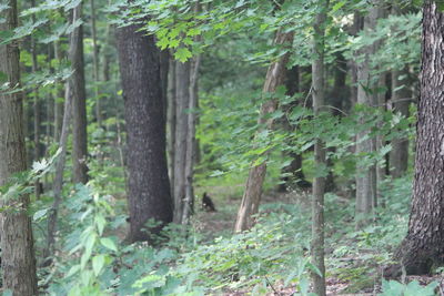 Trees growing in forest