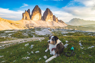 Dog in front of 3 cime di lavaredo, dolomites