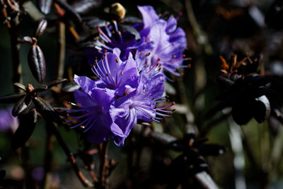 Close-up of purple flowering plant