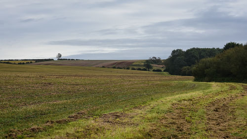 Scenic view of field against sky