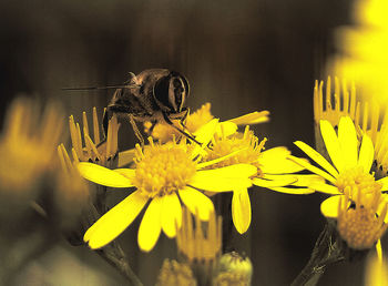 Close-up of yellow flowers