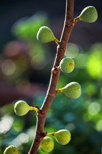 Close-up of figs growing on tree