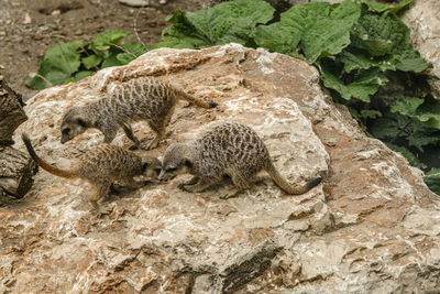 Suricate or meerkat suricata suricatta