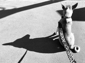 High angle view of small dog on sunny day