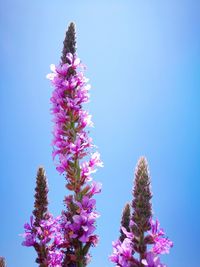 Low angle view of pink flowering plant against clear blue sky