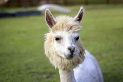 Alpaca, in the lovely zoo.