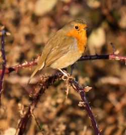 Close-up of bird perching on twig