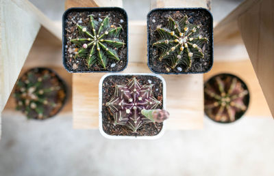 High angle view of plants on table