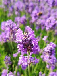 Close-up of bee pollinating on purple flower