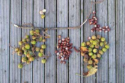 Directly above shot of fruits growing on wood