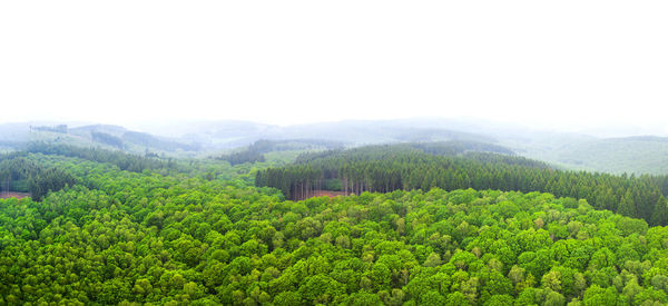 Scenic view of pine trees against sky