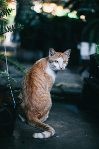 Portrait of cat sitting outdoors