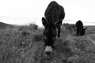 Horses in a field