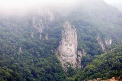 Scenic view of forest