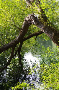 Trees growing in forest