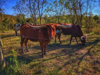 Horses in a field