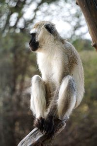 Monkey sitting on tree in serengeti national park 