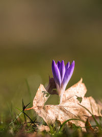 Close-up of purple crocus plant