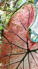 Close-up of leaves