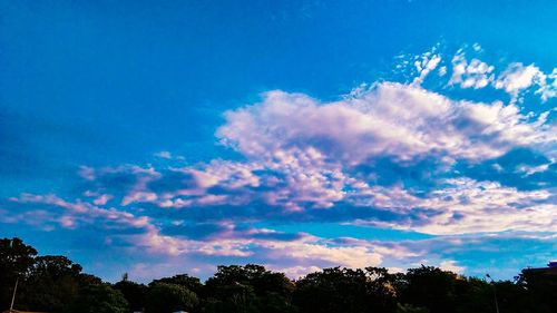 Low angle view of trees against blue sky