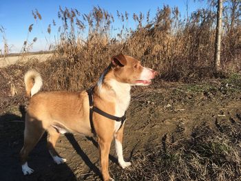 Dog on field against sky