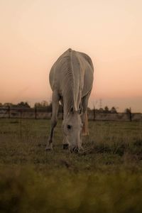 Horse grazing on field