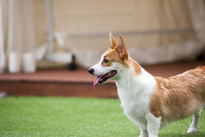 View of a dog looking away