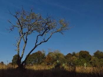 Low angle view of trees against clear blue sky