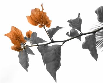 Close-up of wilted plant against white background