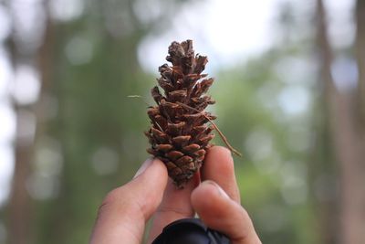 Close-up of hand holding pine cone