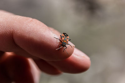 Close-up of insect on hand