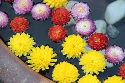 High angle view of various flowers on plant for sale