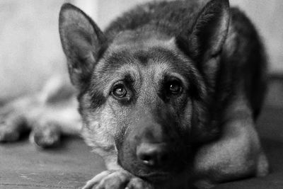 Close-up portrait of a dog