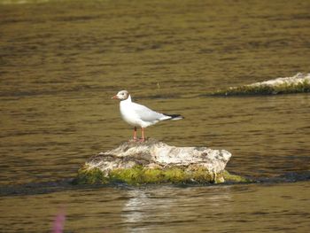 Bird perching on lake