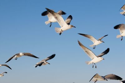 Low angle view of seagulls flying against clear sky